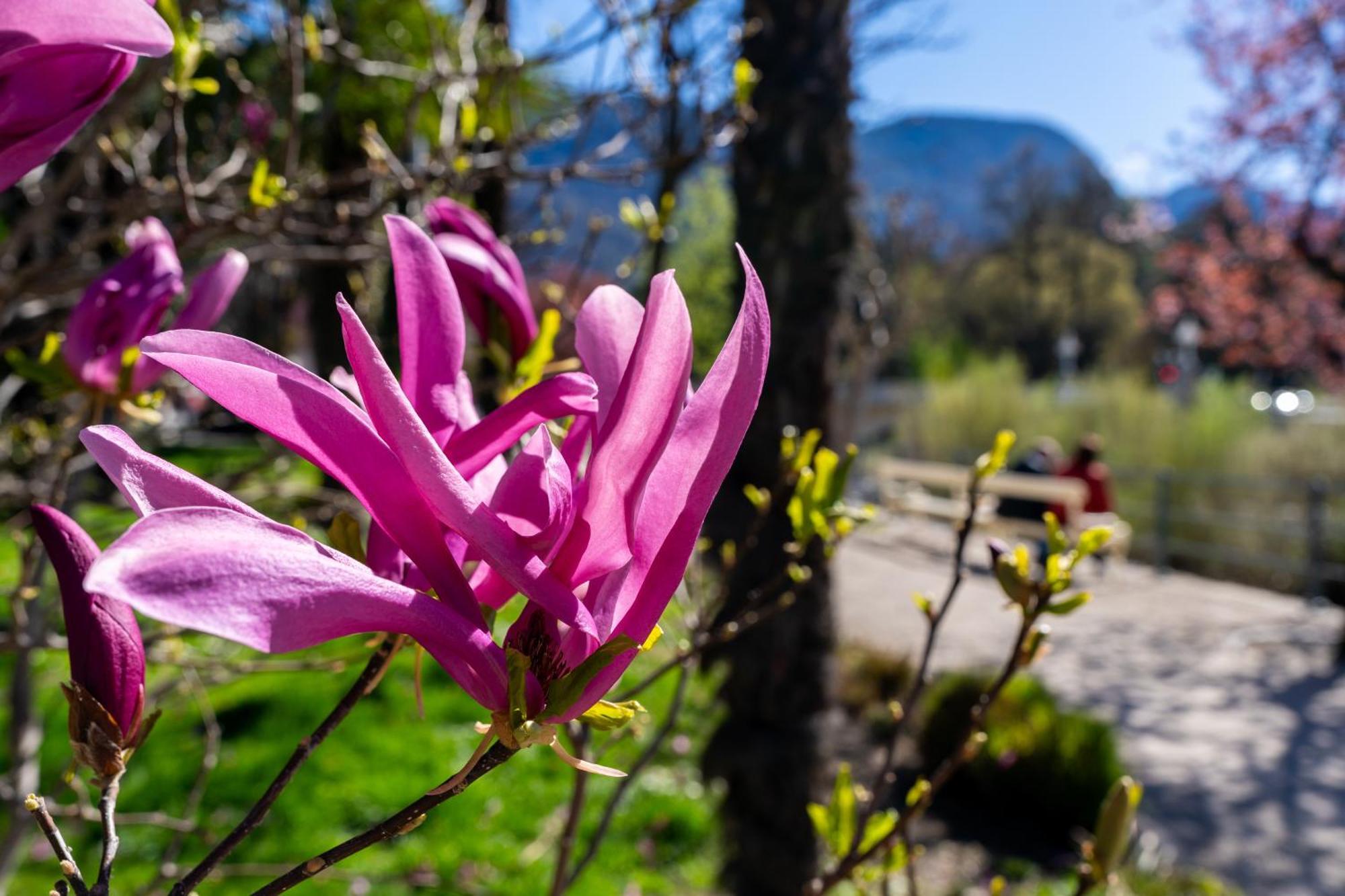 Ausblick Kleinjuwel Mit Panoramablick + Garage Lejlighed Merano Eksteriør billede